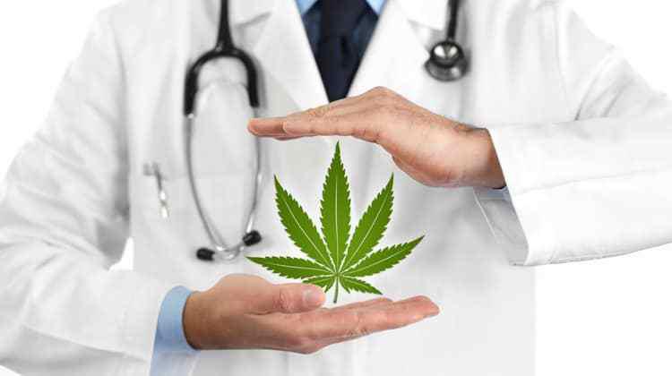 A cannabis leaf floating in between the hands of a doctor wearing a stethoscope. 